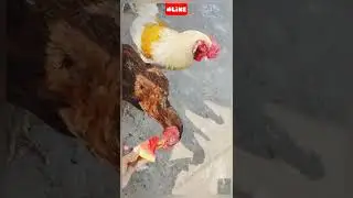 #summervibes కోళ్లు#hen#favorite#watermelon#chill #whistlebaja2#tigershroff #shorts#my#pets#food