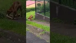 NEM TODO HER&Oacute;I USA CAPA! #short #animal #cachorro #heroes