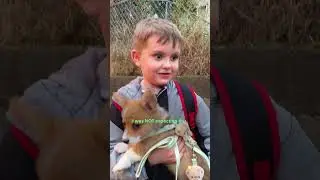 Dad Adopts A Corgi After His Son Writes Him A Letter | The Dodo