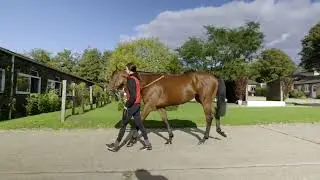 WAY TO DUBAI (IRE) - Horse in Training - Holy Roman Emperor (IRE) ex Leading Queen (IRE)