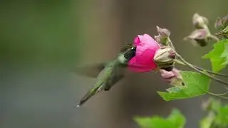 Bird Sounds & Piano by the River 🐦🎹 | 1 Hour Nature Ambience for Relaxation & Focus