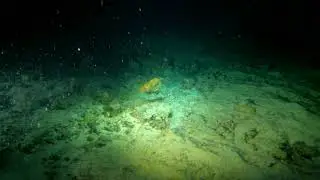Oahu Hawaii Night Diving with Sharks