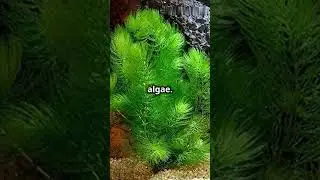 5 Easy Aquatic Plants for a Low-Maintenance Aquarium! #plantedtank #fish #aquariumplants #plants