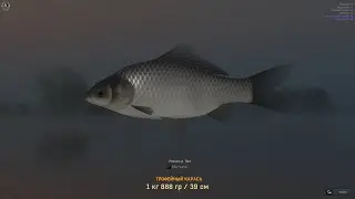 КАРАСЬ - РЕКА ПРА FISHER ONLINE | Karas - Pra river FISHER ONLINE