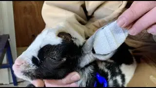 Little Little Goat Baby Gets an Ear Fix | Baby Goat Folded Ear Correction