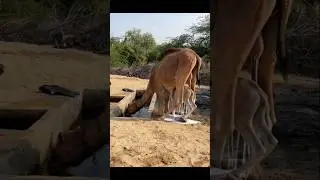 A camel gives birth to its calf while it is drinking water