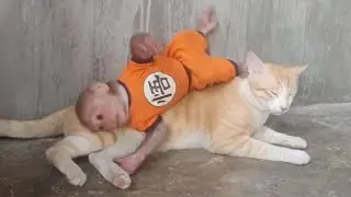 Unstoppable Fun! Baby Monkey Cubin & Kids Have a Blast on the Street!