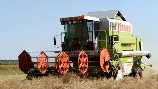RZEPAK Z POKOSU 2022☆CLAAS DOMINATOR 108SL MAXI☆ROZPOCZĘCIE ŻNIW 2022