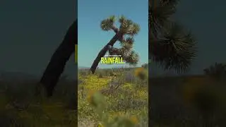 Did You Know? The Incredible Desert Bloom!