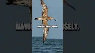 The Lesser-Known Migration of the Bar-Tailed Godwit