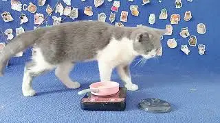 Watch the orange cat eat delicious food from the cooking toy   so funny