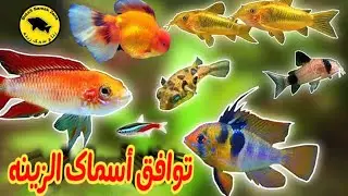 توافق أسماك الزينه