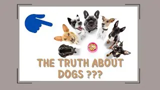 The Truth About Dogs: Why they are One of the Best Pets
