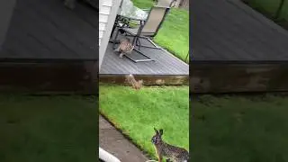 lucky bunny🐇🥰