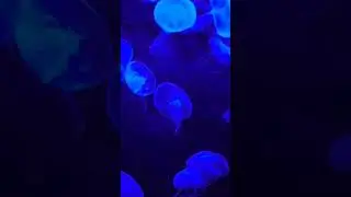 Blue Jellyfish| AuralZenith