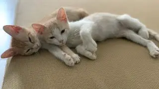Paper vs toys vs cats