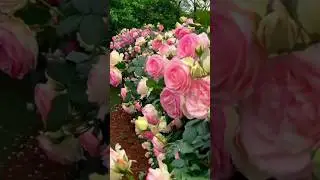 Amazing Eden rose flowers garden// climbing rose plants (25/4)