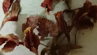 اللهم لك الحمد والشكر كما ينبغي لجلال وجهك وعظيم سلطانك.اللهم متعنا باسماعنا وأبصارنا وقوتنا....⏰💚❤️