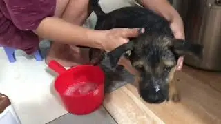 Mini German Shepherd| Puppy&rsquo;s First Shower in Vietnam| A Dog Race Left over from Vietmam War|