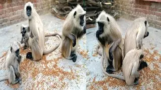 🙏 भूखे लंगूरों को मिला खाना | Feeding Hungry Langur Monkeys🐒 Feeding Monkeys | Feeding Hungry Monkey