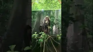 Human Family Tree: Monkeys Primates Exhibition 2025