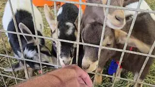 Exploring Akron Acres Livestock Barn and Pumpkin Patch