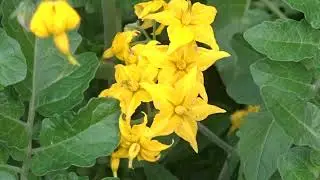 Solanum peruvianum flowers (11th July 2021)
