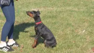 Super Doberman Puppy 