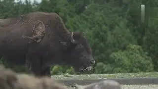 Buffalo Videos with Buffalo Sounds | Amazing Buffaloes | Buffalo and sound