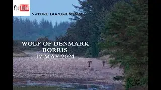 Wolf of Denmark