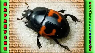 Карапузик четырёхпятнистый / Hister quadrimaculatus😃👍👀