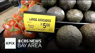 Bay Area nursery owner sees spike in avocado tree sales amid tariffs