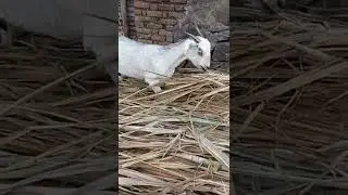 Goat Eating Sugarcane Leaves #parenting_the_joy_of_life
