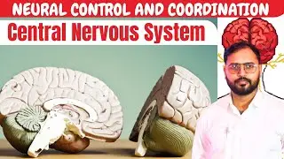 Central Nervous System | Brain & Spinal Cord | Class 10&ndash;12 Biology