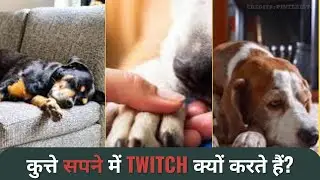 कुत्ते सपने में क्यों twitch करते है? | Why Do Dogs Twitch in Their Sleep?