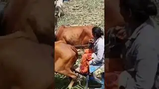 Village Woman Riding Bullock Cart | Village Woman Farmer Riding Bullock Cart Video | Bullock Media