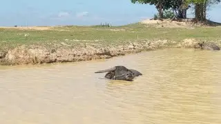 Buffalo relaxing in the water #buffalo