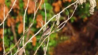 Common bulbul . Short video 4K-UHD Birds Photography | Wild Video | Wildlife Animals