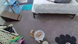 First day after neuter surgery, kitty hates the cone of shame