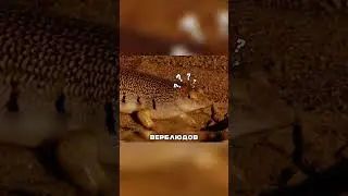 Он хоть и милый, но самый неуязвимый хищник пустыни😱