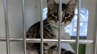 Cats available for adoptions on 9-17-15