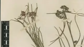 EUPHORBIA Species from A to Z: E. asclepiadea