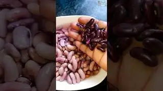 Fake Rajma / Vegetables Scam Silicone spray used #fake #scam #rajma #pulses #kidneybeans