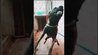 kalb lmalinwa