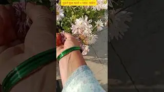 गुलदाउदी मे दोबारा फुल कैसे लाएं ?🌼 #gardening #shorts #flower plant #chrysanthemum