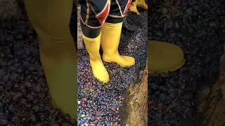 8000 Year Old Grapes Wine Making Process😱😮 || #shorts #shortsfeed #viralshorts