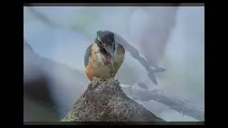 Auckland Birds and Behaviours