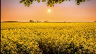 Morning Music|Positive Vibes|Calm Music|Fresh Start