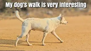 MY DOG'S WALK IS VERY INTERESTING #dogs