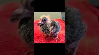 Dodo